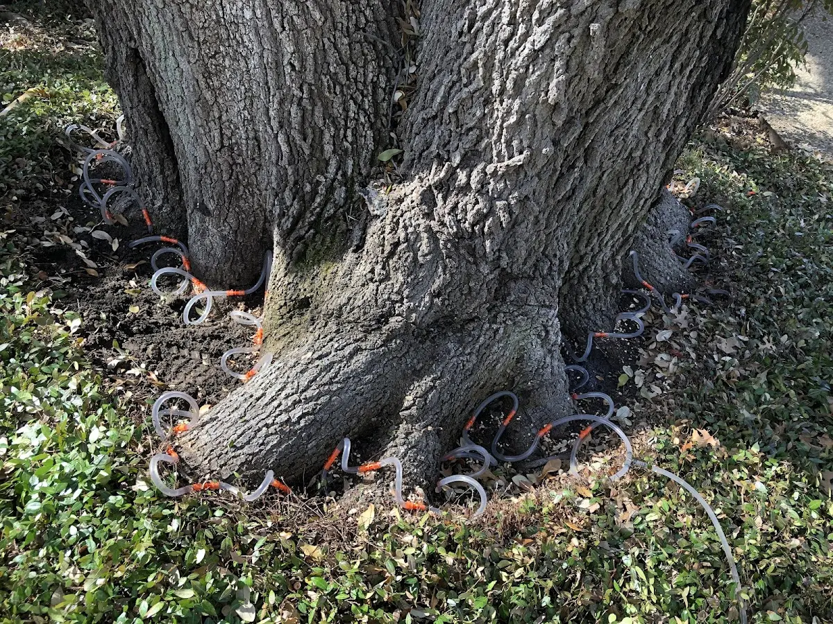 Detailed Tree Cabling and Bracing job site in Laguna Hills