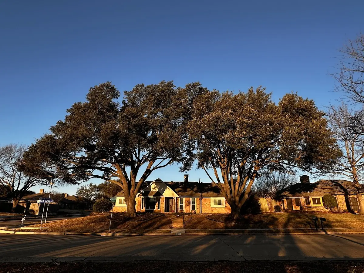 Established residential canopy tree shading a home in Laguna Hills