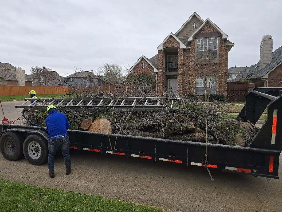 Expert Tree Pest Control with proper safety equipment in Laguna Hills